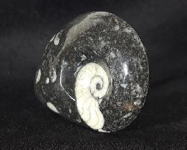 Manticoceras sp. HYATT 1884 - Bild &copy; FossNet FossilienStore